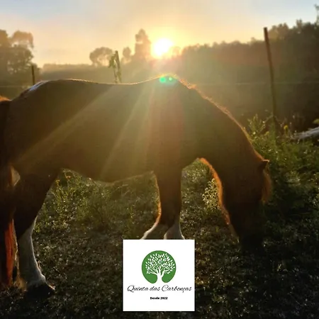 Daire Quinta Carboncas *